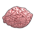 Fresh Brain - Rust-Skin für Stein