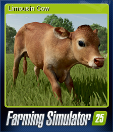 Limousin Cow