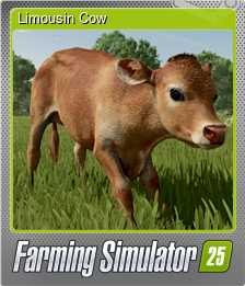 Limousin Cow
