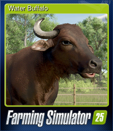 Water Buffalo