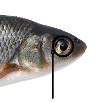 Steam Community Market :: Listings for Monocle Fish