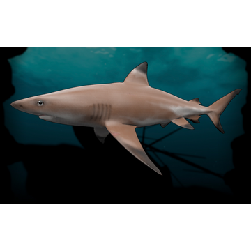 Reef Shark