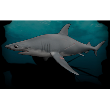 Hammerhead Shark