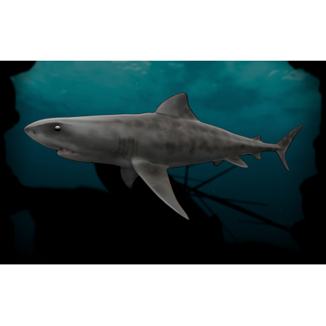 Tiger Shark