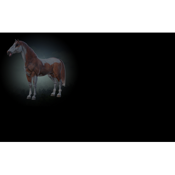 Paint Horse (Profile Background)