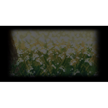 Lily of the Valley (Profile Background)