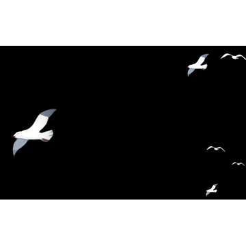 :Seagulls: