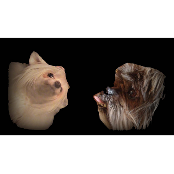 Mini the dog and Cachou the dog