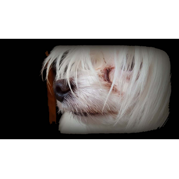 Call me Mini , Mini the dog