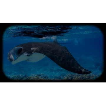 Manta Ray on The Hunt