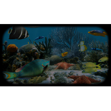 Colorful Assortment of Life