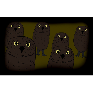 Owls