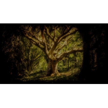 Nature (Profile Background)