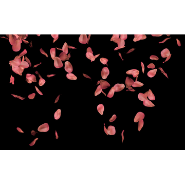 Rose Petals