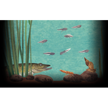 Pond (Profile Background)