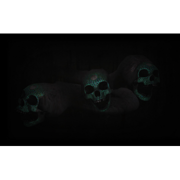 Snake skull (Profile Background)