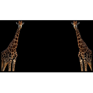 Giraffe (Profile Background)