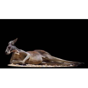 Kangaroo (Profile Background)