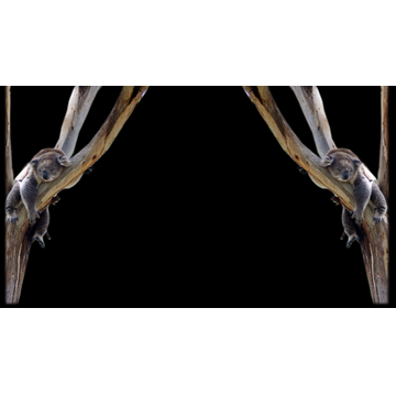 Koala (Profile Background)