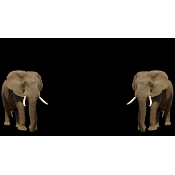 Elephant (Profile Background)