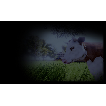 Real Cow (Profile Background)