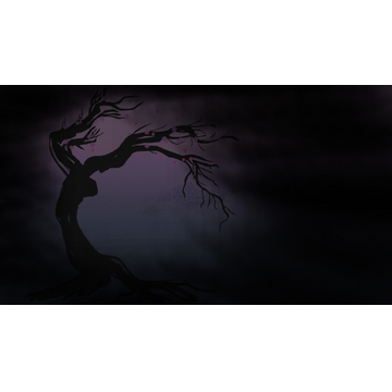 Sakura Cherry Blossoms