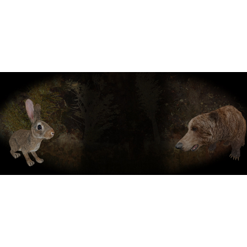 Rabbit and Bear Background