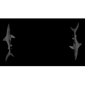 Sharks (Profile Background)
