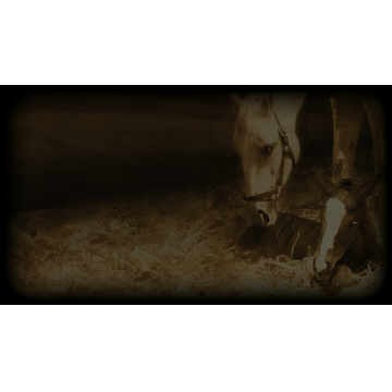 Birth of a Foal