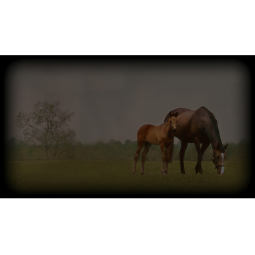 Broodmare & Colt