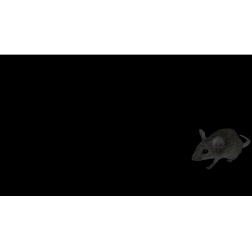 Rat Simulator