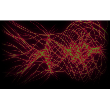 Root Mandala of World Tree 2