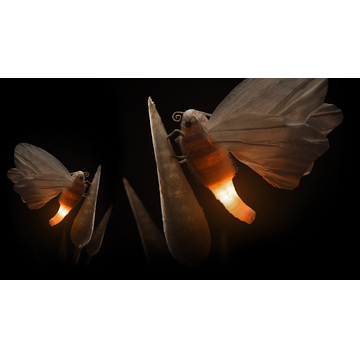 Butterfly (Profile Background)