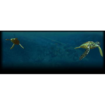 Turtle (Profile Background)