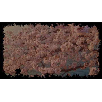 Cherry Blossoms Over Water