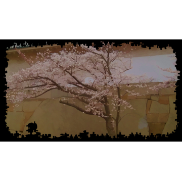 Cherry Blossom In Osaka Castle