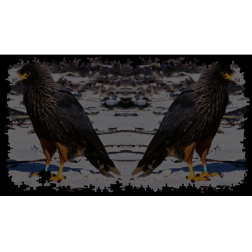 Striated Caracaras