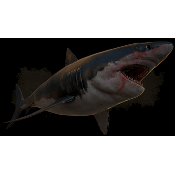 Megalodon