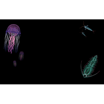 Bioluminescence