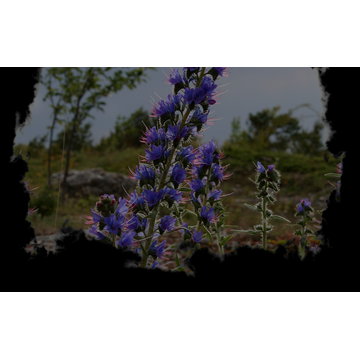 Viper's bugloss (Profile Background)