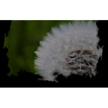 Dandelion (Profile Background)