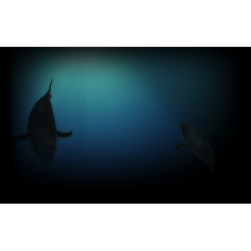 H2o Shark Background