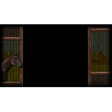 Appaloosa - The Western Riding Star