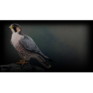 Peregrine Falcon (Profile Background)