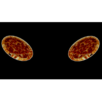 Pizza Maluca !!! (Profile Background)